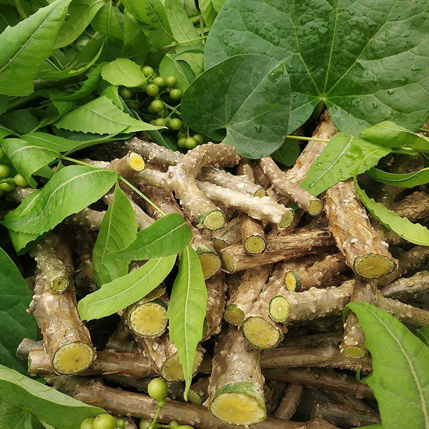 Amruth Tablets | 60 Tablets | Giloy Tablets | Guduchi Amrutha Amrita | Tinospora Cordifolia Plant