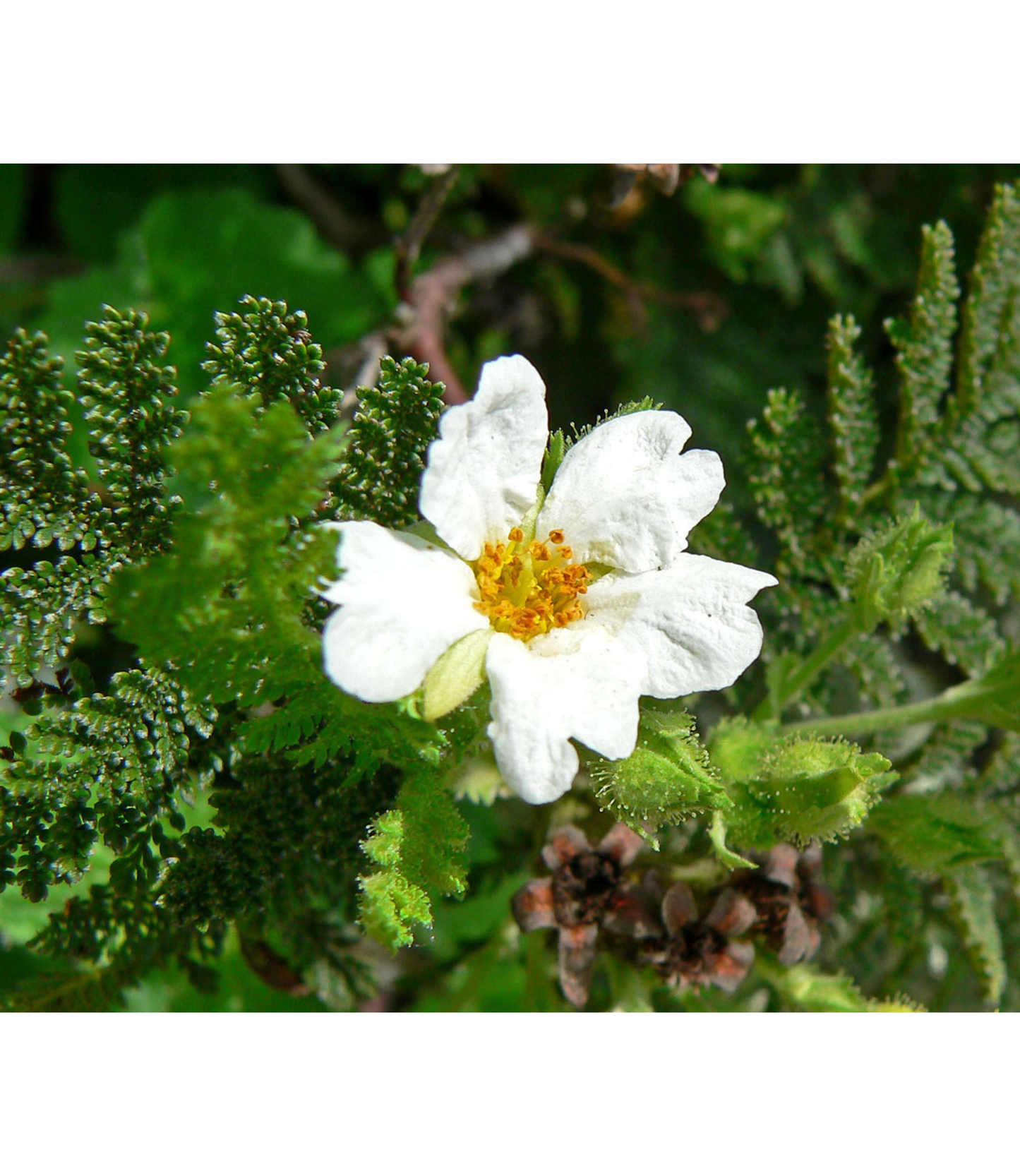 An other ingredient Anti-Age Serum : Chamae Rose