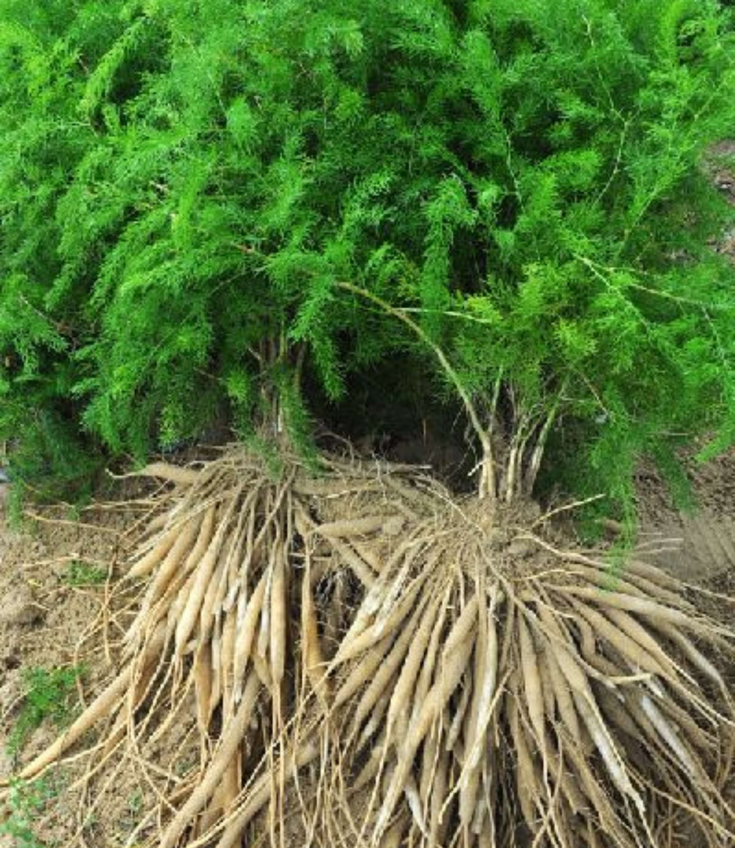 Satavari tablete | 60 tableta