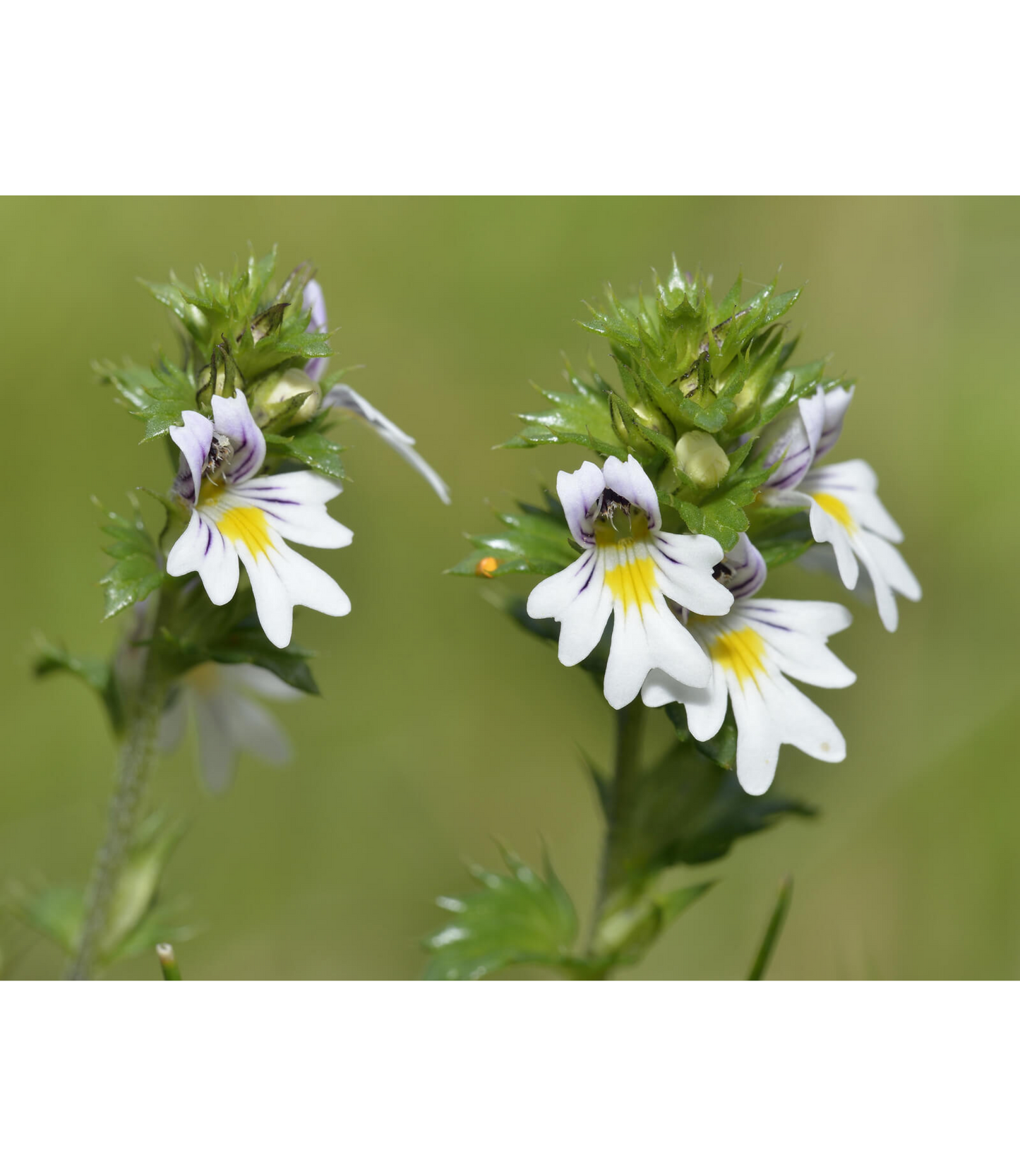 Last ingredient of Anti-Age Eye Cream