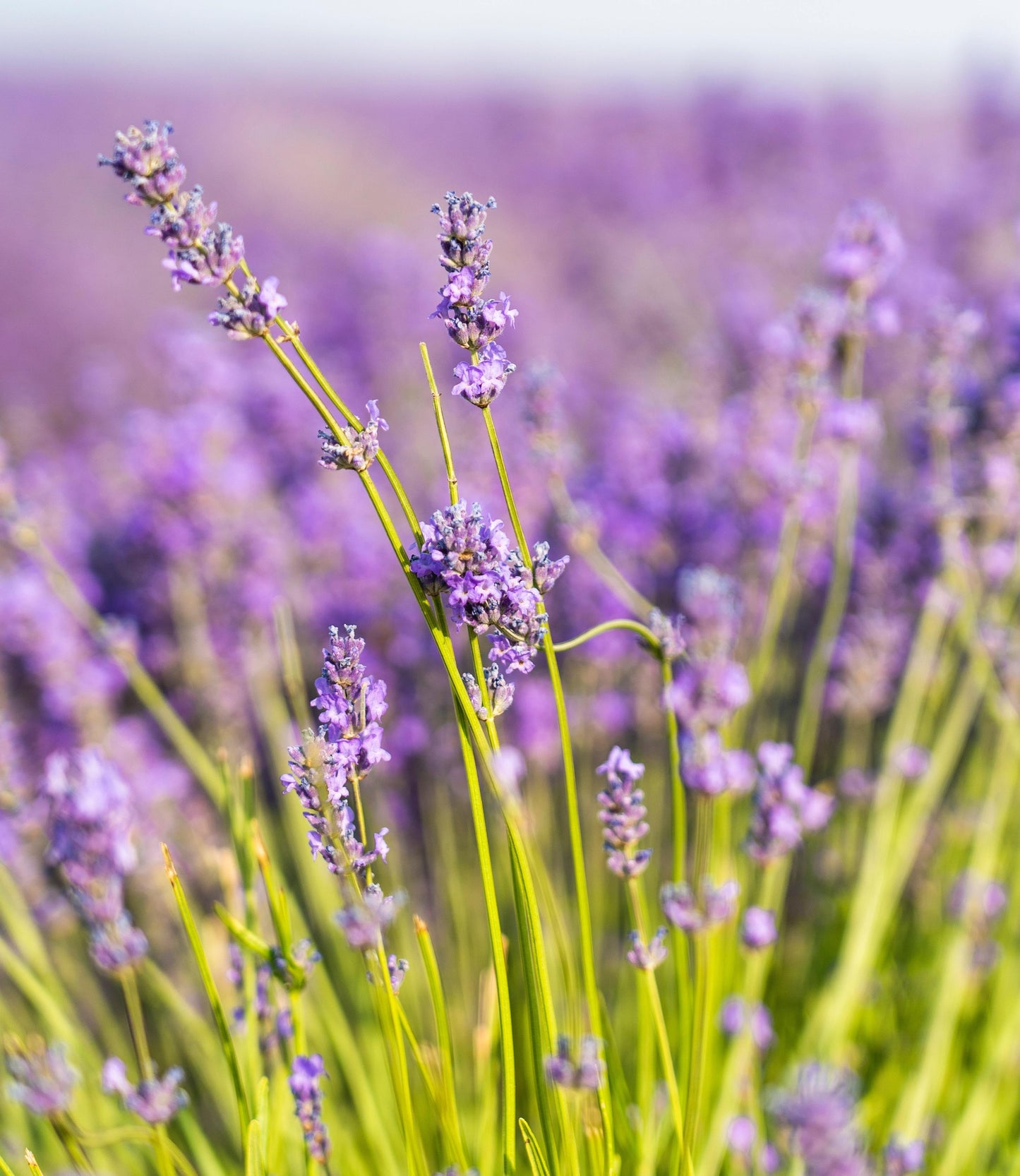 Aura Deodorant lavender