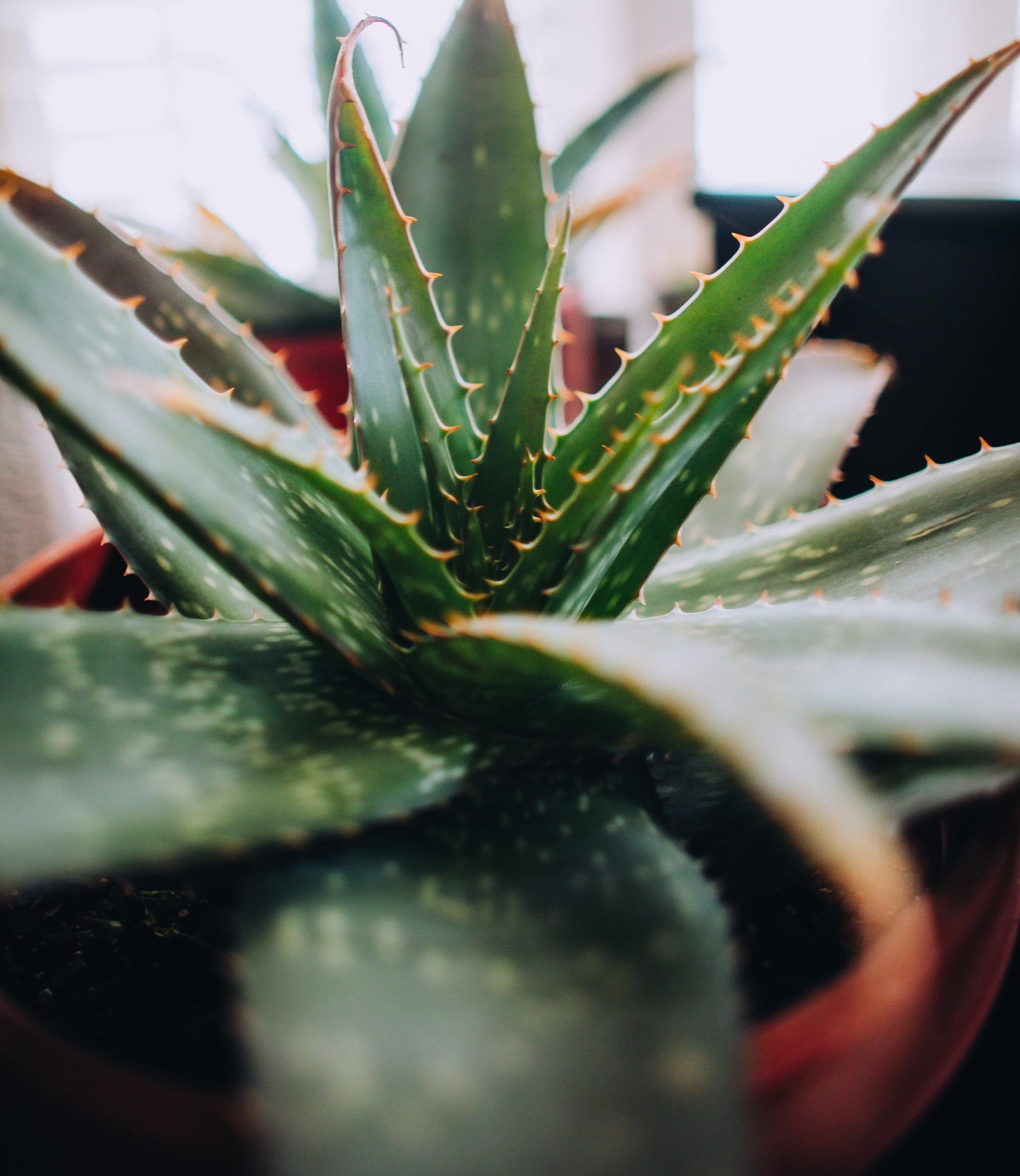 Aloe Vera