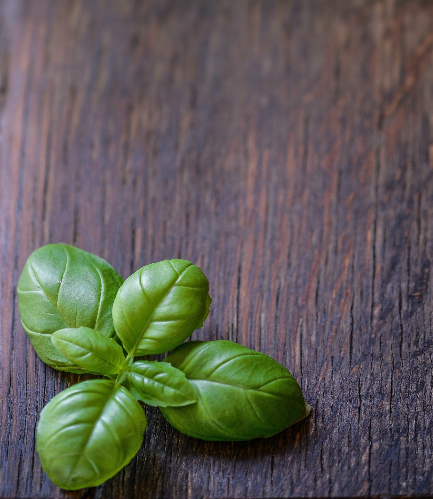 Tulasi Drops | 30ml | Powerful Tulasi Arka | Queen of Herbs | Holy Basil
