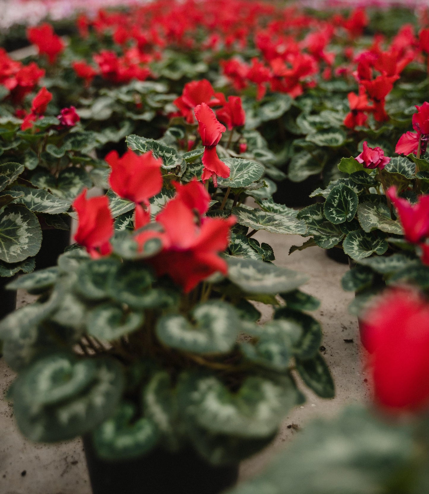 Aura Deodorant Geranium