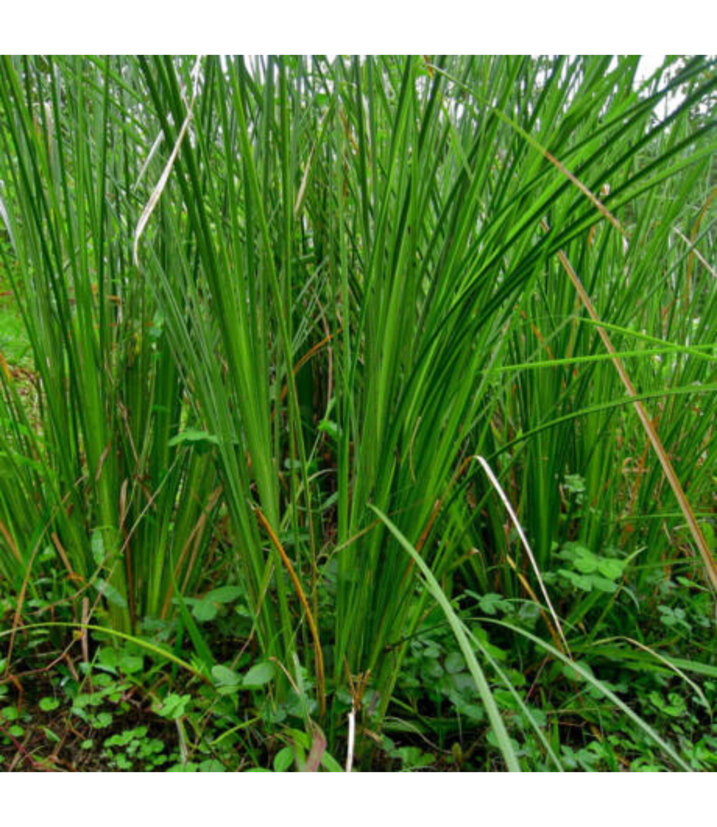 Aura Deodorant vetiver