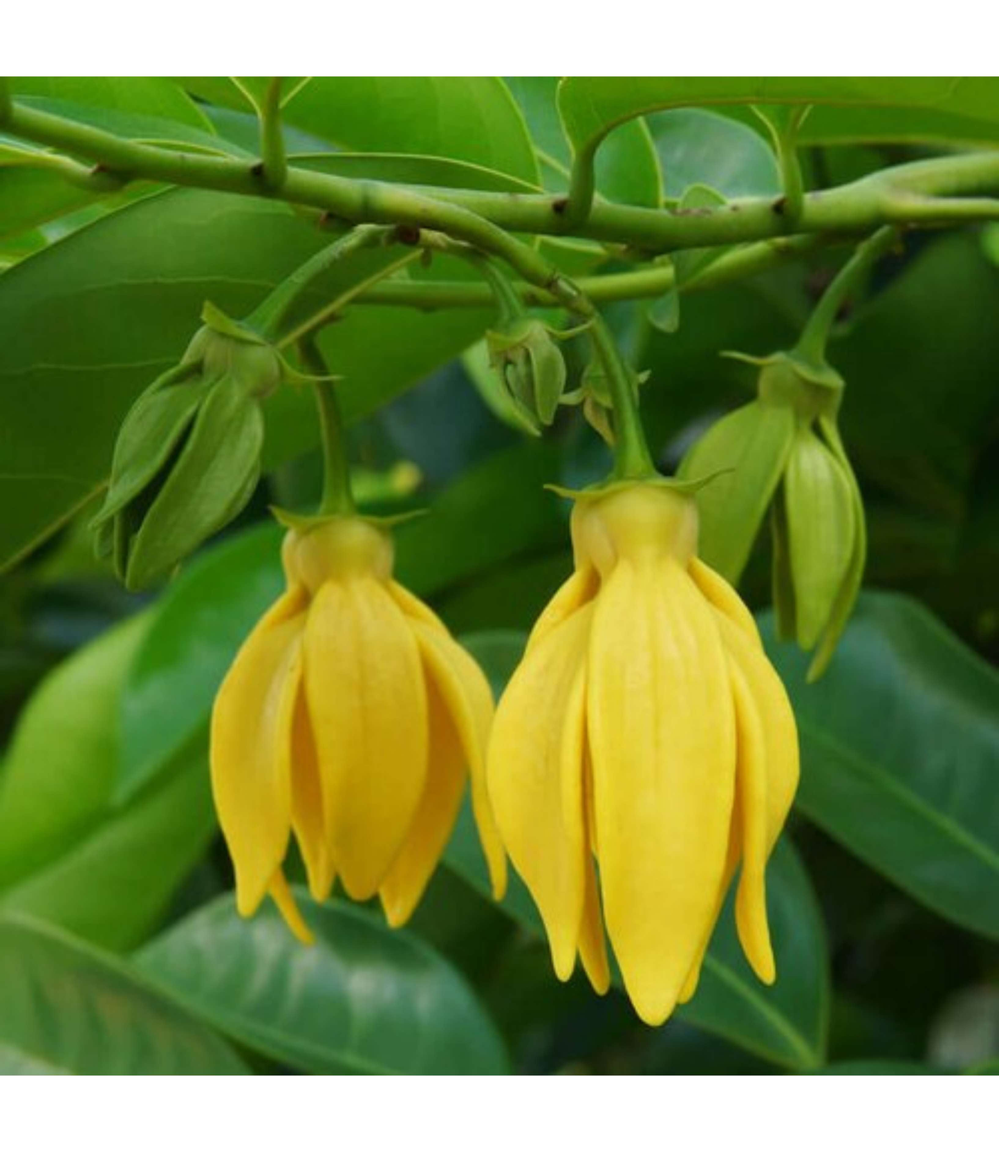 Sundarya Body Oil Ylang-Ylang